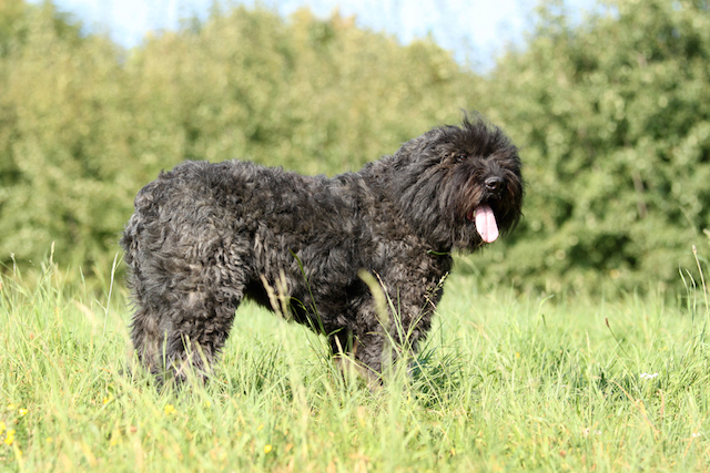 Bouvier des Flandres