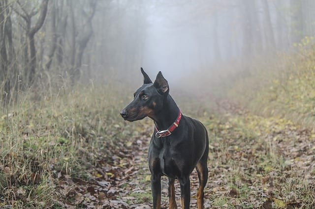 7 Dog Breeds That Don’t Crave Affection From Everyone