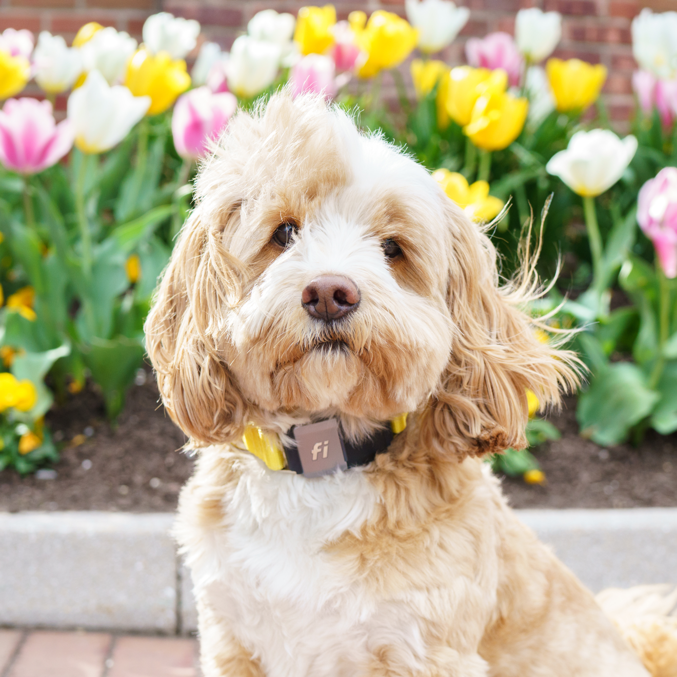 Cavapoo