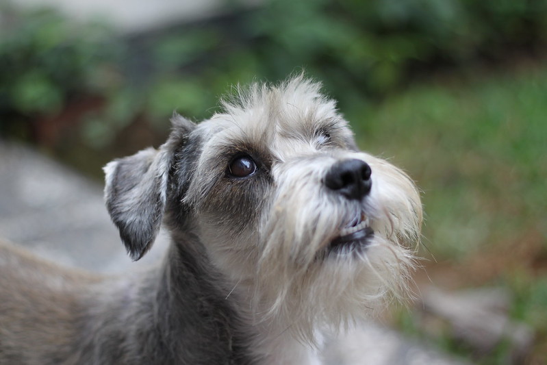 Miniature Schnauzers