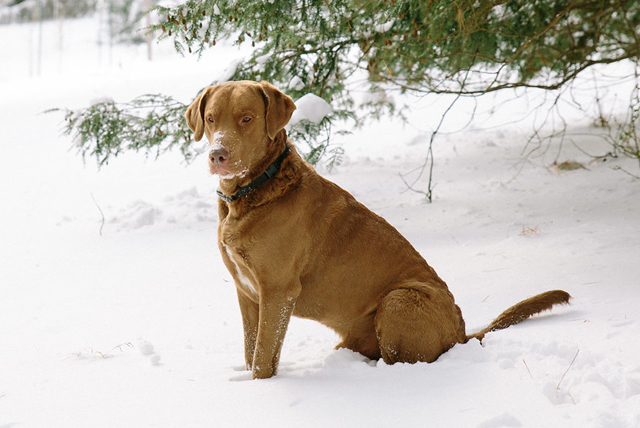 Chesapeake-Bay-Retriever
