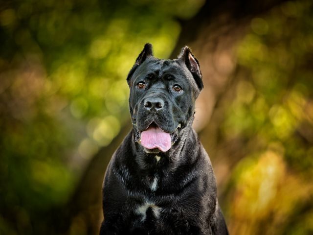 Cane Corso