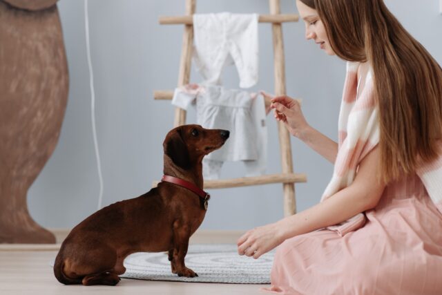 Dachshund training indoors