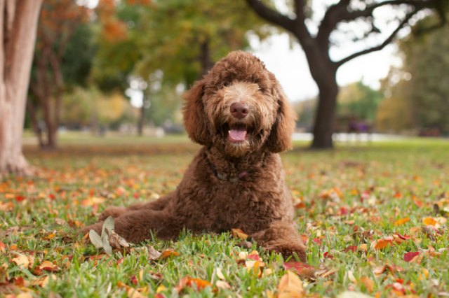 Labradoodles