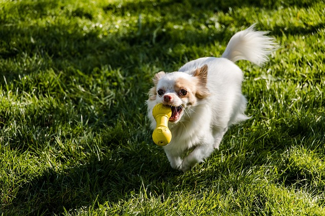 The Best 10 Chihuahua Activity Trackers For 2024