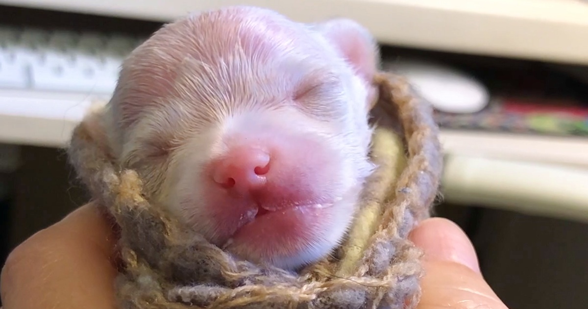 Gal Swaddles Premature Puppy Whose Head Was The Size Of Her Thumb