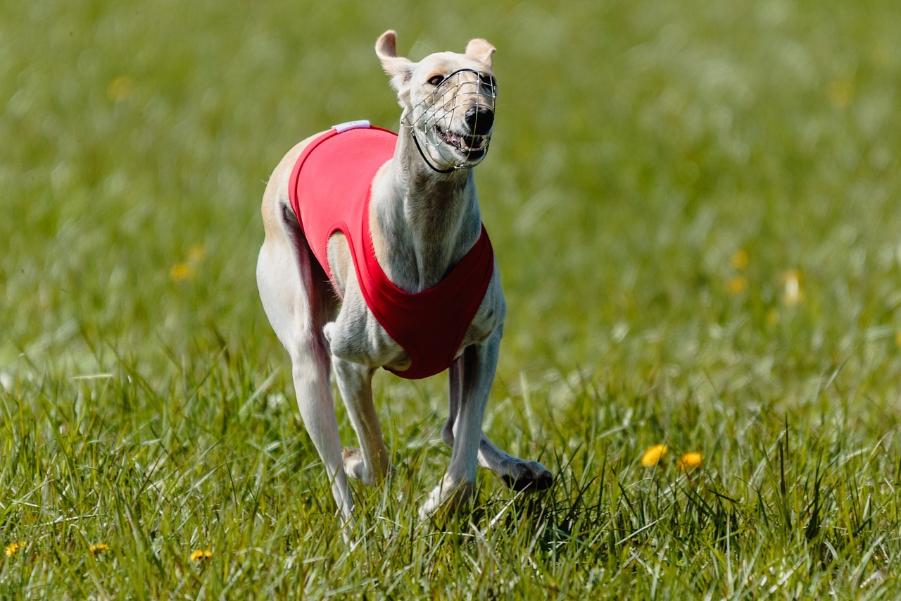 Whippets
