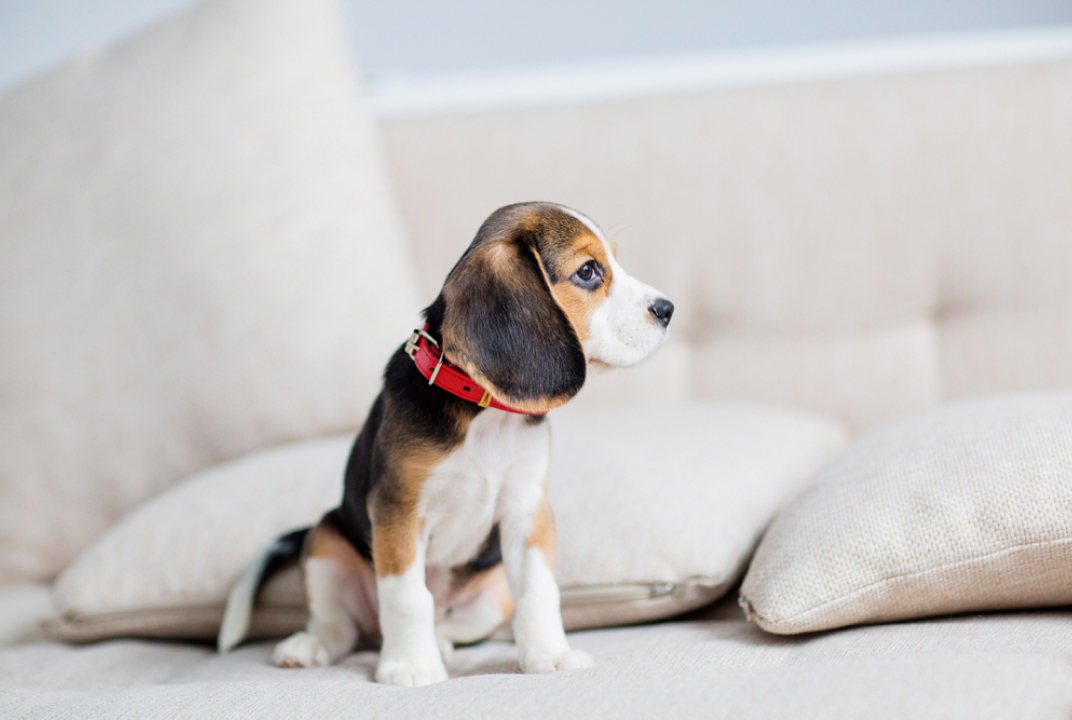 Beagle