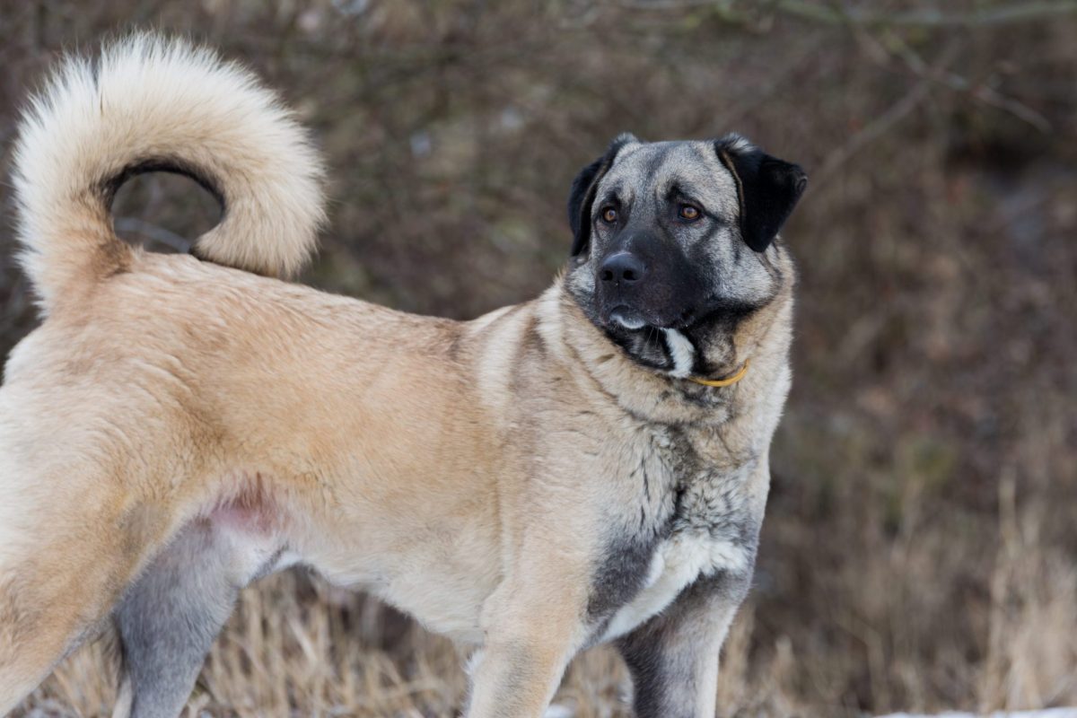 Anatolian,Dog
