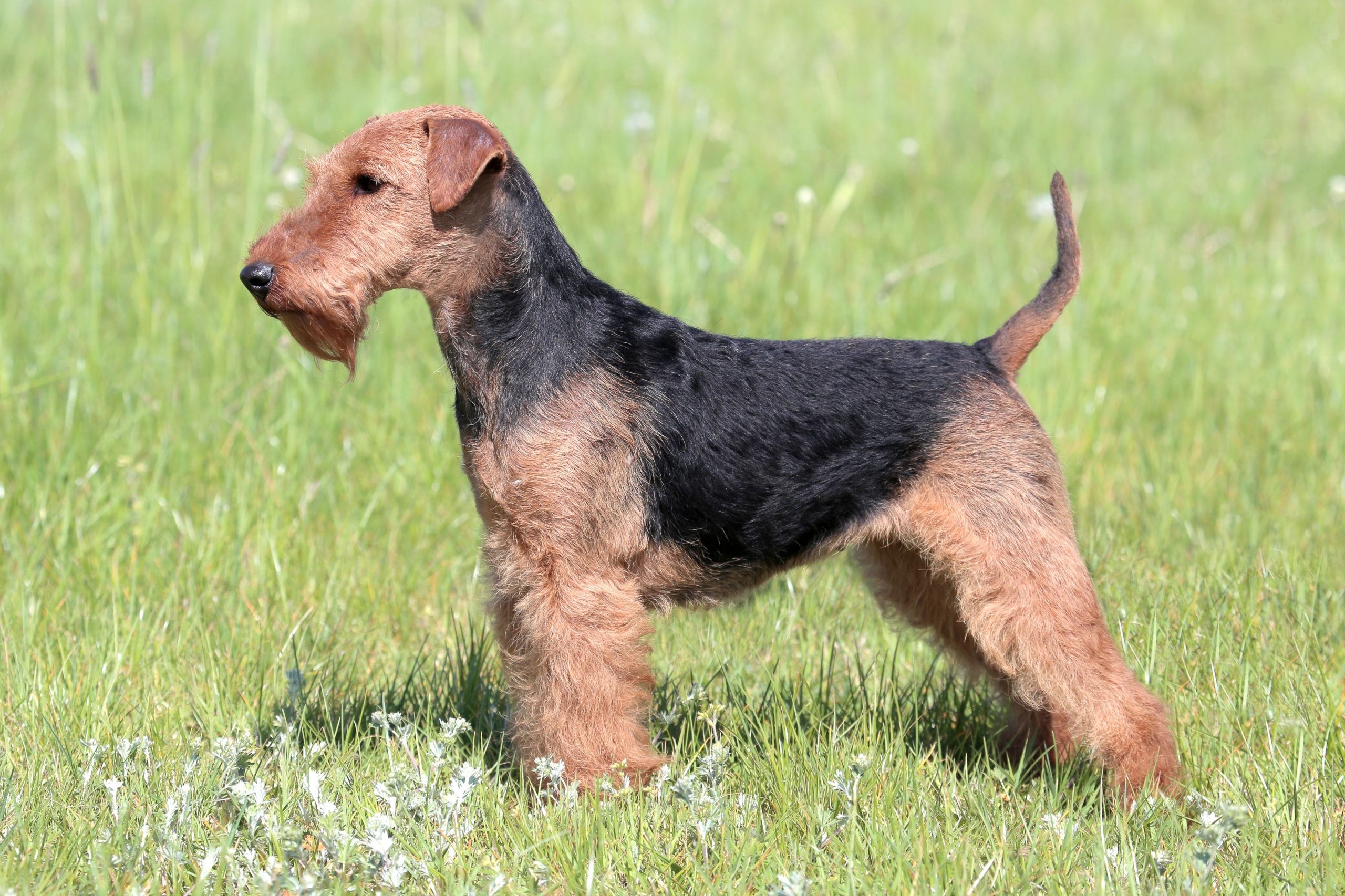 Welsh Terrier