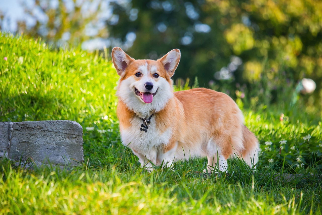 Pembroke Welsh Corgis