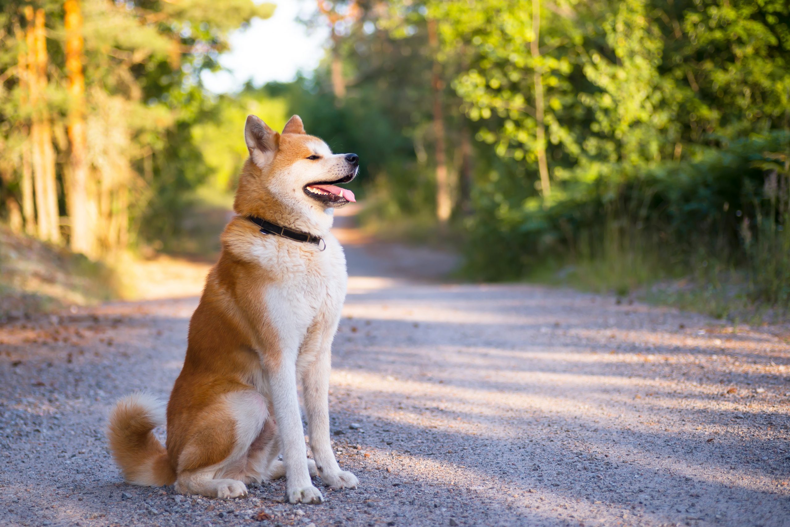 Japanese Akitainu