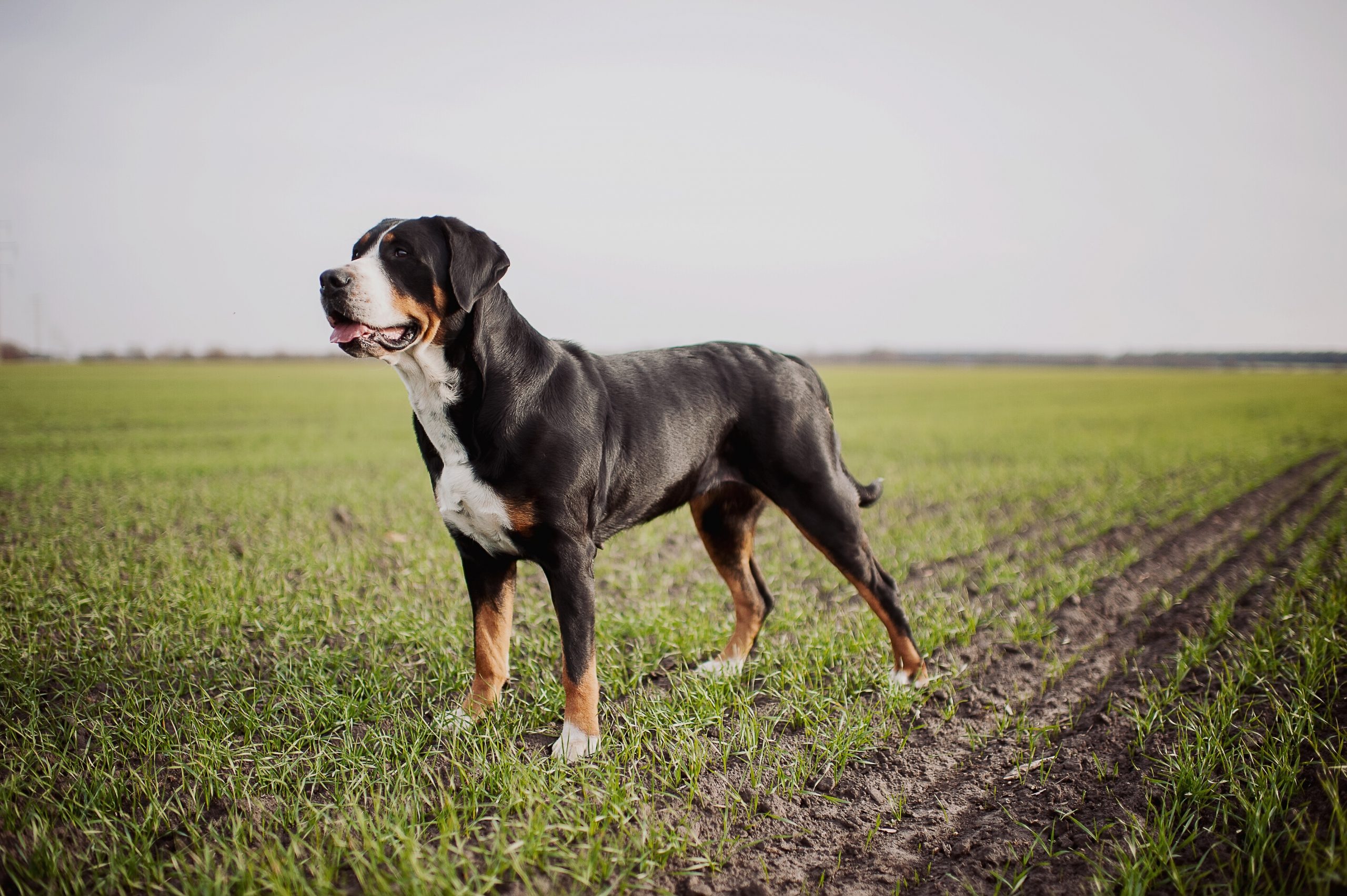 Greater Swiss Mountain Dog