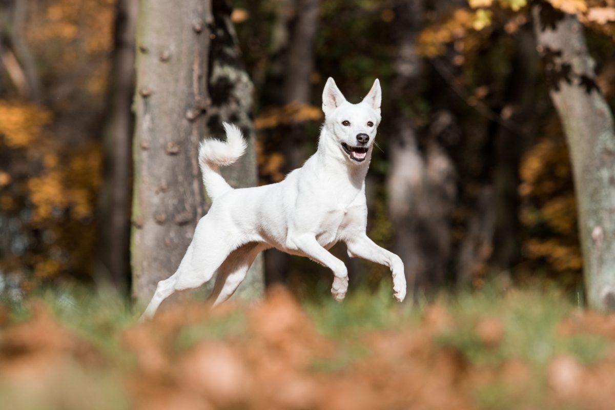 Canaan Dog