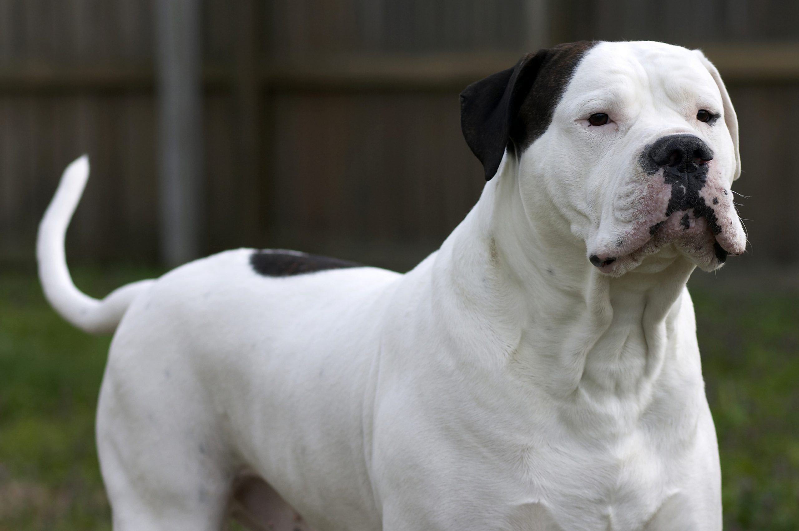 American Bulldog
