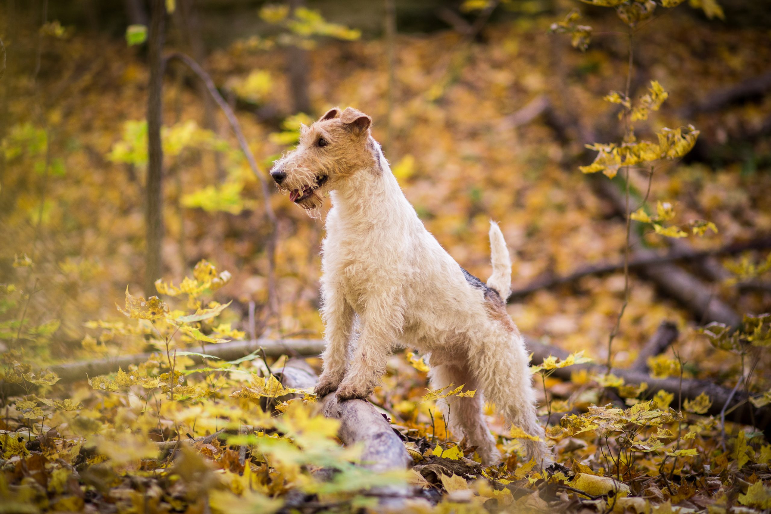 Wirehaired Fox Terrier