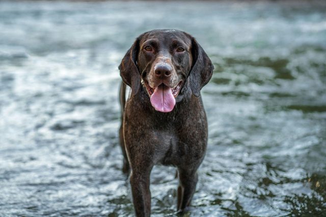 8 Dog Breeds That Have Webbed Feet